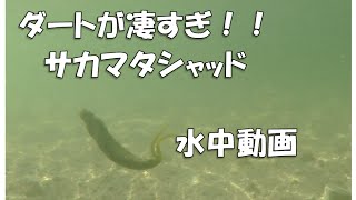 デプス サカマタシャッド 水中アクションin lake biwa sakamata shad deps [upl. by Ardra429]