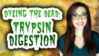 Dyeing The Dead  S2 EP18 Trypsin Digestion BIRD [upl. by Brunk655]