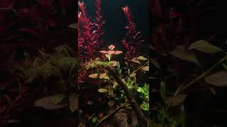 Co2 effect aquarium plantedaquarium [upl. by Savitt137]