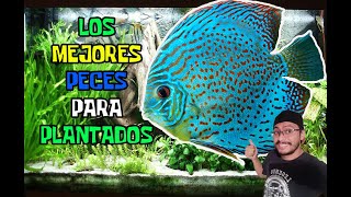 TOP 10 Mejores peces para acuarios plantados [upl. by Aiuoqes]