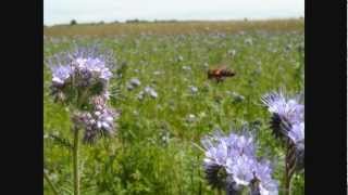 Pszczoły Facelia błękitna Bees Lacy phacelia [upl. by Schulze]