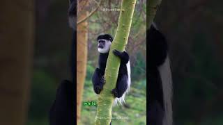 Amazing unique color of colobus monkeys shorts buzzbilt animals wildlife [upl. by Dickie]