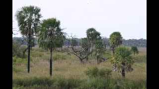 Familia Arecaceae [upl. by Viridi]