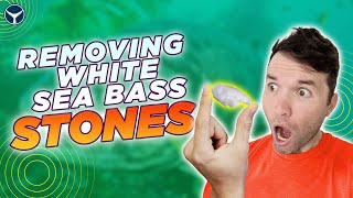 How to Remove White Sea Bass Stones  Fish Otolith Extraction [upl. by Aenad]