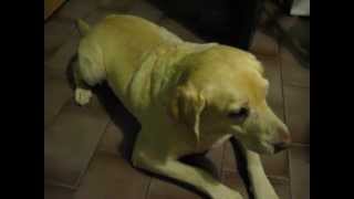 labrador retriever epileptic seizure [upl. by Nnahteb]