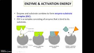 LECTURE CHAPTER 4 BIOCATALYSIS PART 2 [upl. by Easlehc]