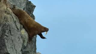 Walrus falls off of a cliff [upl. by Cardew]