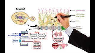 Pharmacology – ANTIFUNGAL DRUGS MADE EASY [upl. by Kaylyn666]