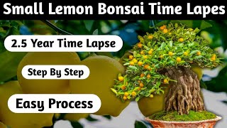 Lemon Bonsai Time lapse Step By Step [upl. by Medora]