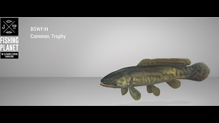 Fishing Planet  Everglades  Trophy  Bowfin  Spin [upl. by Ajar691]