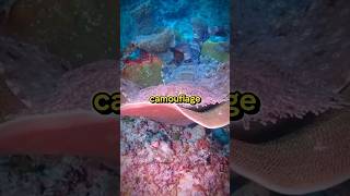 Wobbegong Shark The MASTER of Camouflage in the Ocean [upl. by Brodie]