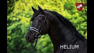 Trakehner Hengst HELIUM [upl. by Ellerehc513]