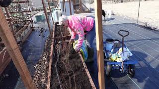 How to Plant Potted or dormant Blueberries [upl. by Tdnerb]