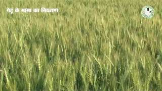 Control of Phalaris Minor in Wheat  गेहूं के मामा का नियंत्रण [upl. by Adne]