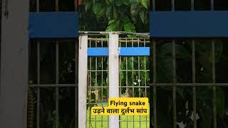 Flying snake or gliding snake तक्षक नाग उड़ने वाला सांप [upl. by Medardas]