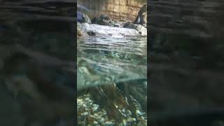 Cute otters playing in Dubai Mall Aquarium zoo 12 [upl. by Lathrop]