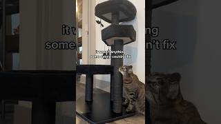 cat reviews a goth cat tree 🏰🦇 [upl. by Waldack]