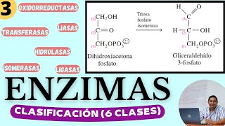 ENZIMAS 3  CLASIFICACIÓN  Las 6 clases de Enzimas Características y cómo reconocerlas [upl. by Toolis]