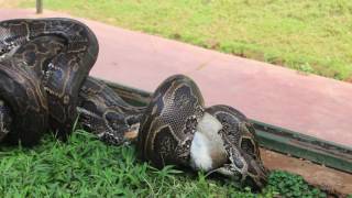 python constricting a rabit clips used on Conserve our heritage [upl. by Kcirdneh]