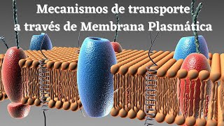 Estructura Celular Mecanismos de Transporte mediante membrana plasmática  Biología Celular [upl. by Demetre]