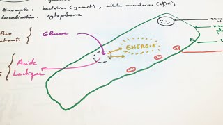 eSVT La fermentation lactique [upl. by Ful]