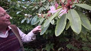 Rhododendron loderi at Caerhays [upl. by Bigler699]