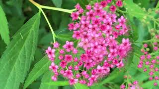 Spirée du Japon Spiraea japonica Le rose à petites doses [upl. by Treve]