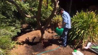 The Garden Gurus  Transplanting Frangipani [upl. by Thurmann]