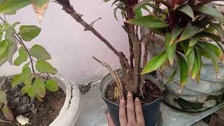 फ्री में ड्रैकैना प्लांट कैसे लगाएं  plantlove dracaena [upl. by Symons]