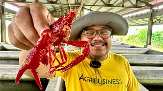 Crayfish Farming in the Philippines Pinaka magandang Pagkakitaan Ngayon [upl. by Pastelki801]