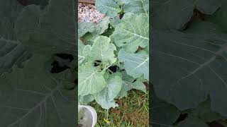 REAL PEST CONTROL THE BEST WAY TO GET RID OF GARDEN PESTS gardenshorts gardening [upl. by Millian478]