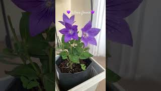 25102024 Balloon flower blooming 💜 mysmallgarden [upl. by Esinrahs365]