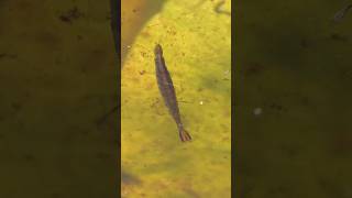 Predaceous Diving Beetle larva dives [upl. by Ling488]