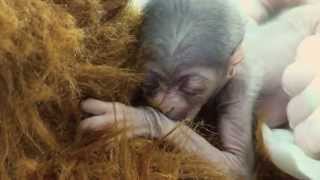 A Miracle Baby Javan Gibbon is Born at the Greensboro Science Center [upl. by Oirelav]