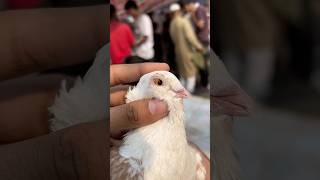 Pet market se le li  kabootar minivlog petsvlog rabbit pet animals shorts kabutar birds [upl. by Leynad]