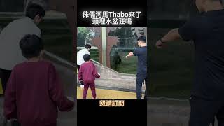 shorts 侏儒河馬Thabo來了 頭埋水盆狂喝 gtvnews27 [upl. by Ocsinarf942]