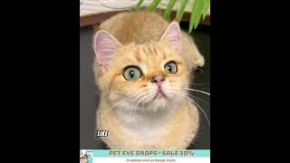 Pet Eye Drops  Sale 30 [upl. by Desiree]