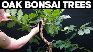 Oak Bonsai Trees  Pruning and Shaping Ideas [upl. by Virgilia]