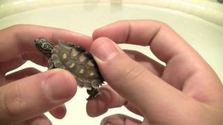 Yellow Blotched Sawback Map Turtle EXTREMELY RARE [upl. by Ynots876]