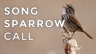 Song Sparrow Calls and Songs 2024  Have you heard this bird before [upl. by Warfield48]