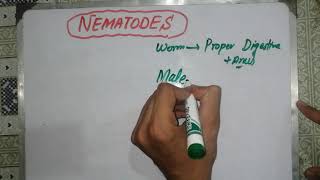 nematodes lecture nematodes 🦎🦎🦎 general characteristics nematodes introduction parasitology [upl. by Osnofla748]