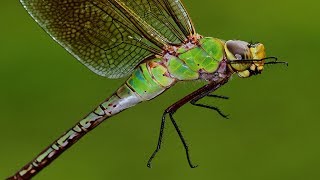 Green Darner Dragonfly  Anax junius  dragonfly in the greenhouse [upl. by Nilerual]