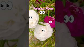 White and Pink Portulaca Flower 💮shorts portulaca viralshorts [upl. by Nomal]