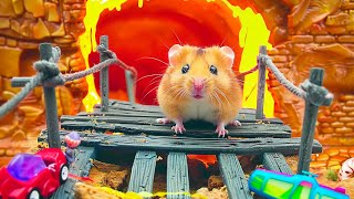 Hamster Escape Challenge 🔥 Lava Maze Adventure 🐹 Hamster Maze [upl. by Elkcim]