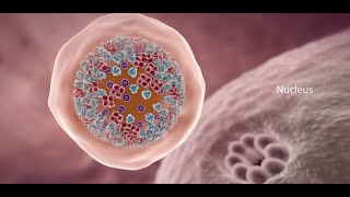 COVID19 Animation What Happens If You Get Coronavirus [upl. by Irat504]