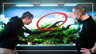 Creating a Huge Planted Aquarium with Driftwood  Part Two  Planting amp Tips [upl. by Hinckley11]