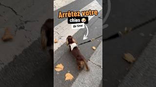 ✅ Pratiquez cet exercice pour améliorer votre promenade 🐶educateurcanin chien educationchien [upl. by Omura527]