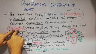 CVS physiology lecture 15 Rhythmical excitation of the heart impulse generation and conduction [upl. by Blinny]