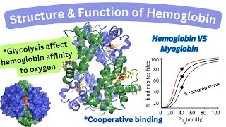 Structure amp Function of Hemoglobin Cooperative binding Hemoglobin Vs Myoglobin [upl. by Natalee]