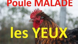 Les poules malades 4  les yeux et les narines [upl. by Brit960]